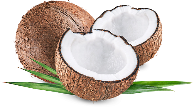 Coconut large size 02 piece